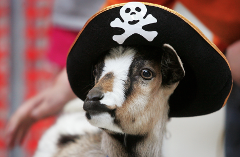 A fearsome pirate goat, captain of the high seas